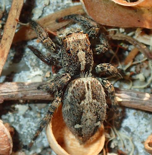 Réf. 235 700 : Plexippus paykulli